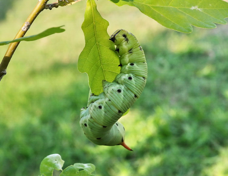 Agrius convolvuli